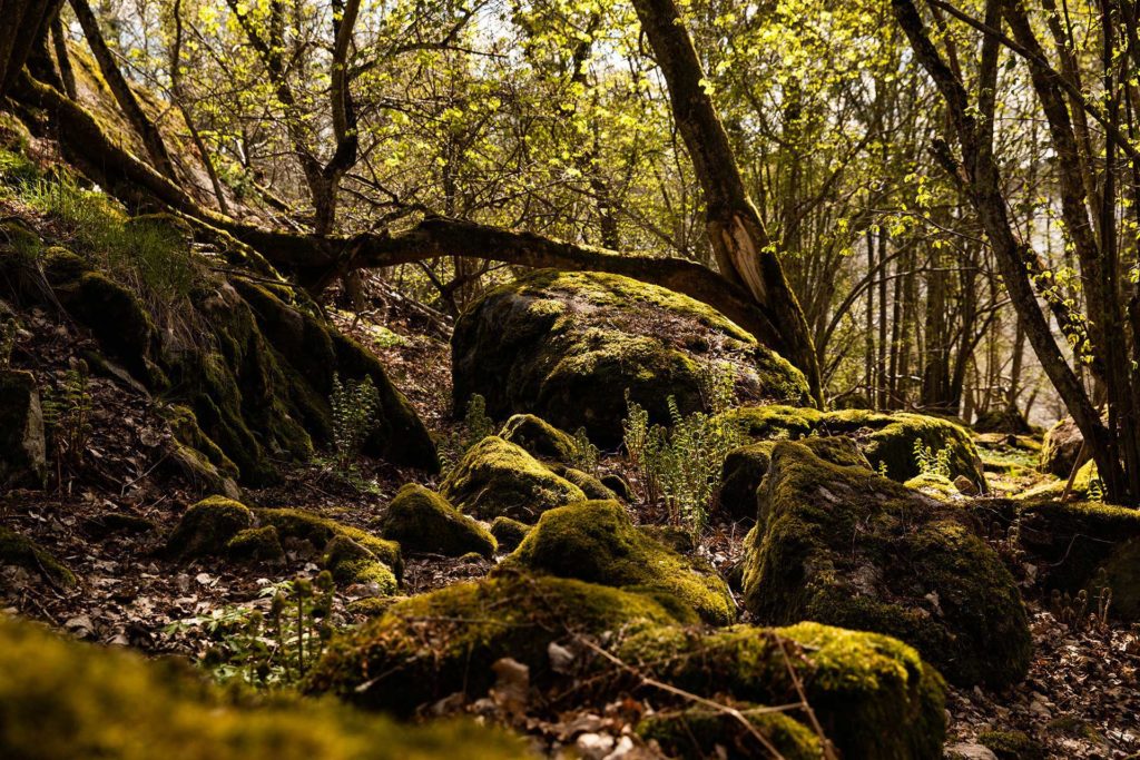 Björnön skog med solstrålar genom lövverket mot marken